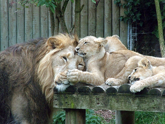 lion-with-cubs